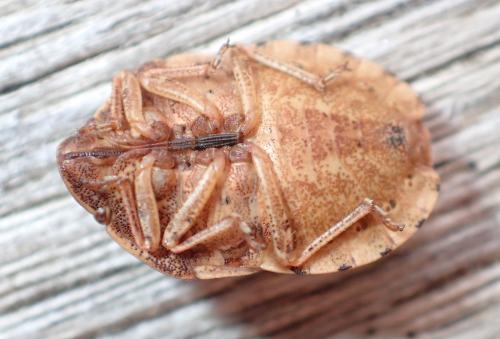 Réf. 270 069 : Eurygaster maura